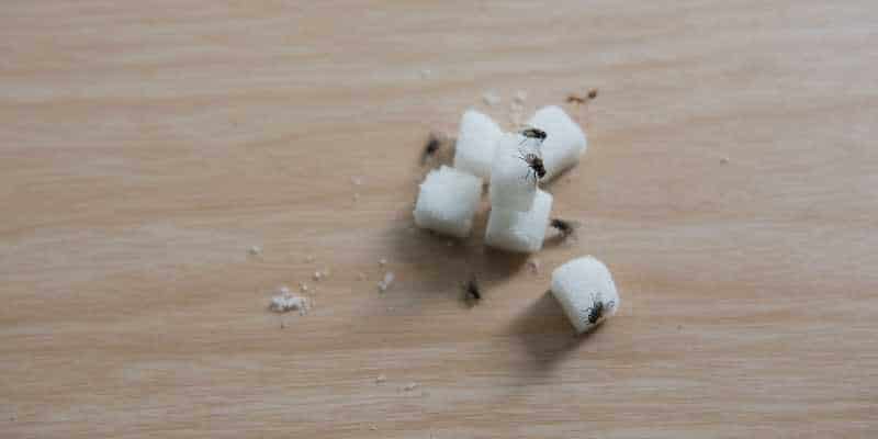 Control De Plagas En Bares Y Restaurantes