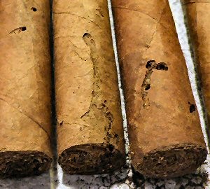 Gorgojo del tabaco