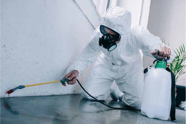 Cómo eliminar hormigas de casa