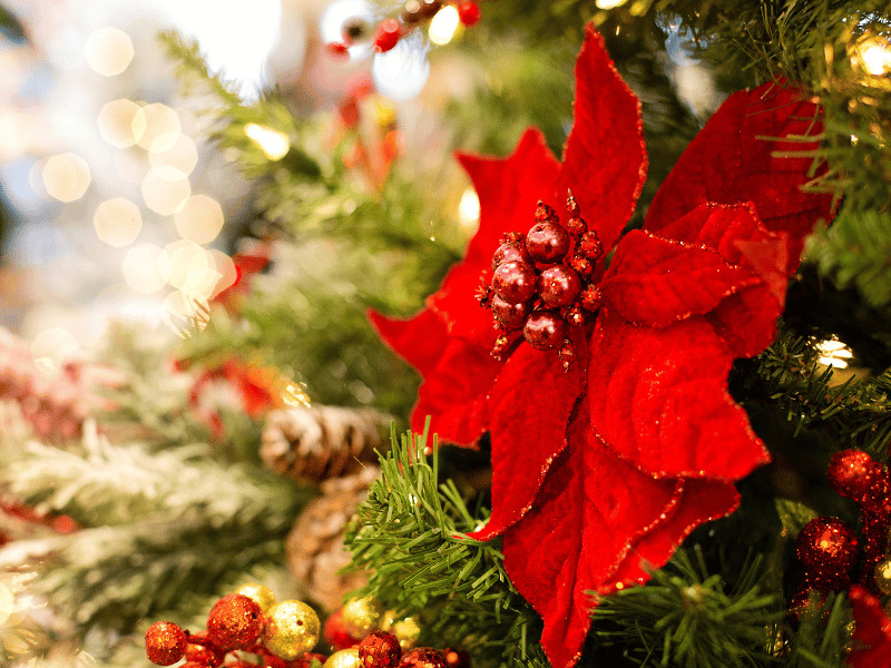Flores de Navidad