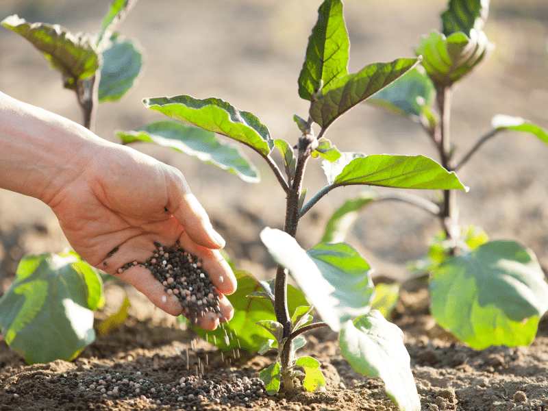 Consejos para abonar plantas en primavera