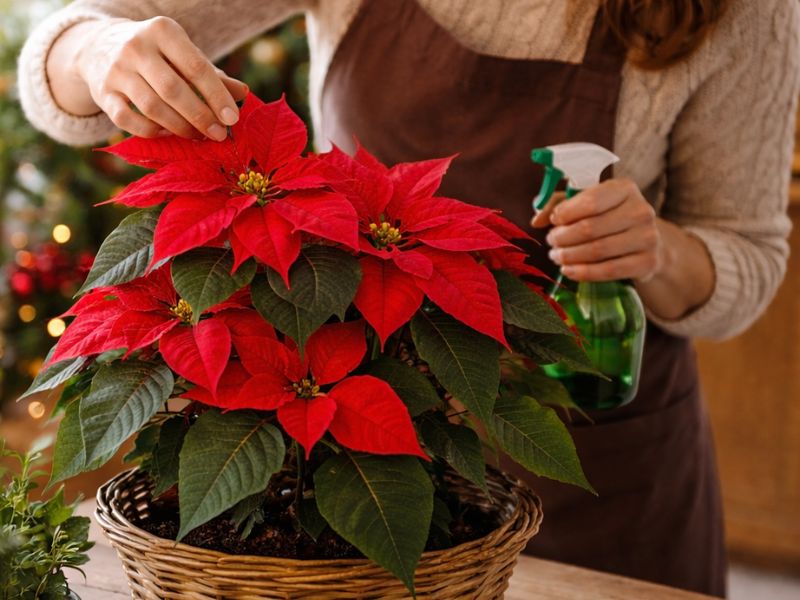 Consejos para cuidar flores de navidad