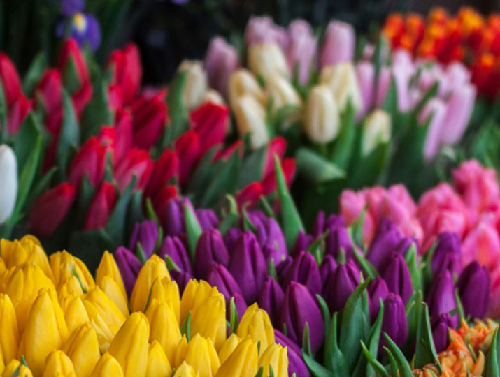 Floristería en Zaragoza