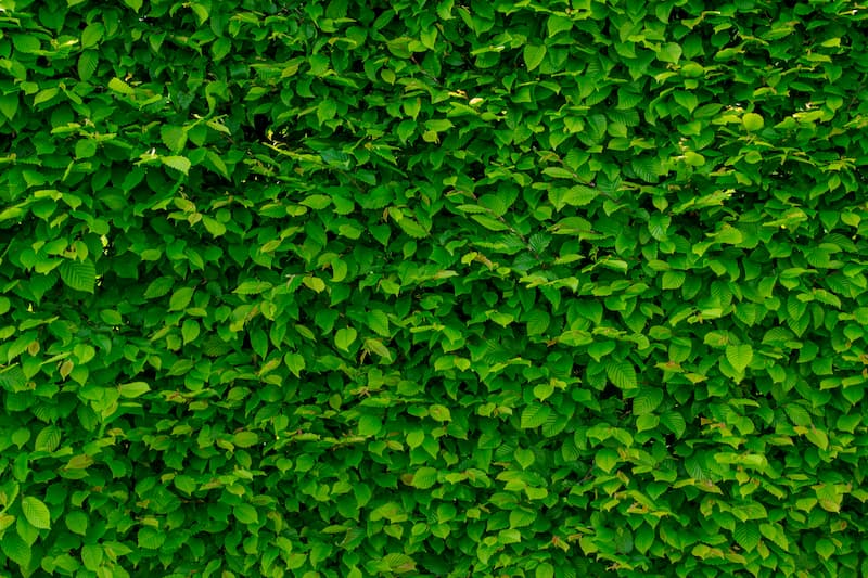 jardin vertical con fachada verde